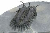 Short Trident Walliserops Trilobite - Timrzit, Morocco #354420-5